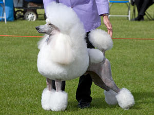 standard-poodle picture