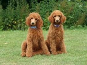 standard-poodle picture