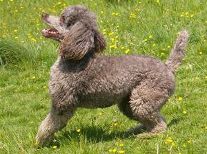 standard-poodle picture