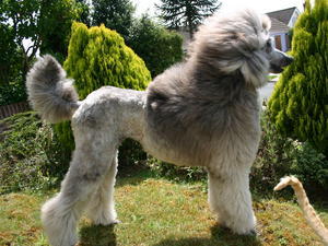 standard-poodle picture