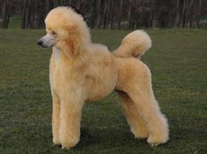 standard-poodle picture
