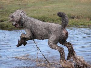 standard-poodle picture