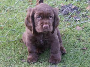 sussex-spaniel picture