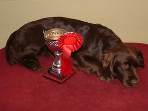 sussex-spaniel picture