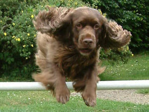 sussex-spaniel picture