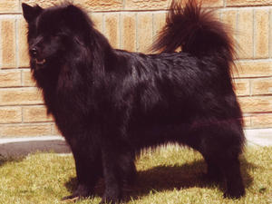 Swedish Lapphund picture