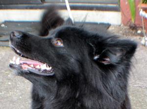 swedish-lapphund picture