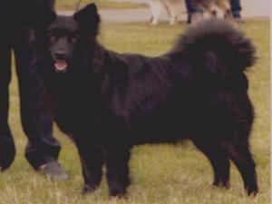swedish-lapphund picture