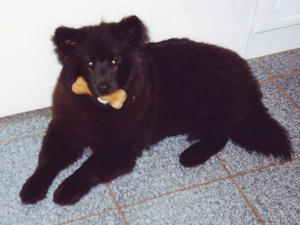 swedish-lapphund picture