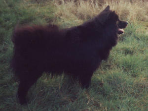 swedish-lapphund picture