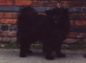 swedish-lapphund picture