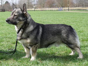 swedish-vallhund picture