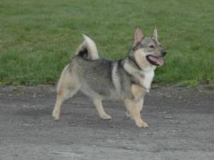 swedish-vallhund picture