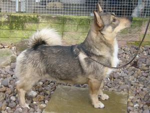 swedish-vallhund picture
