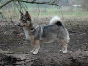 swedish-vallhund picture