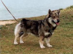 swedish-vallhund picture