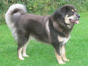 tibetan-mastiff picture