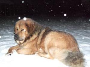 tibetan-mastiff picture