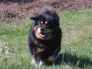 tibetan-mastiff picture