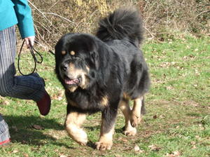 tibetan-mastiff picture
