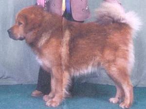 tibetan-mastiff picture