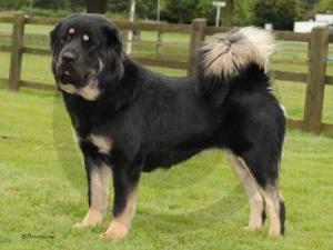 tibetan-mastiff picture
