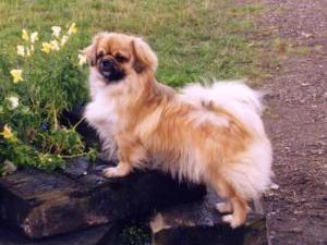 tibetan-spaniel picture