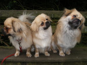 tibetan-spaniel picture