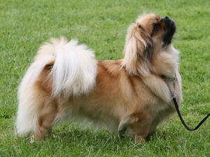 tibetan-spaniel picture