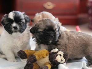 tibetan-spaniel picture