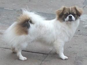 tibetan-spaniel picture
