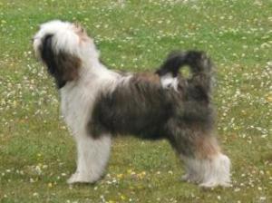 tibetan-terrier picture