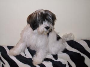 tibetan-terrier picture