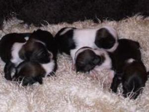 tibetan-terrier picture