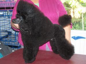 toy-poodle picture