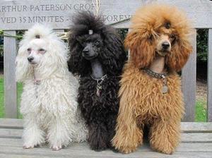 toy-poodle picture