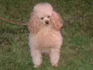 toy-poodle picture