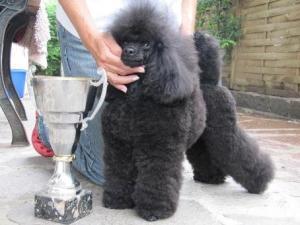 toy-poodle picture