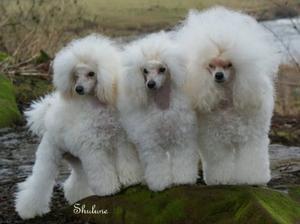 toy-poodle picture