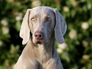 weimaraner picture