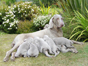 weimaraner picture