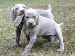 weimaraner picture