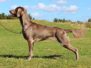 weimaraner picture