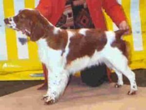 welsh-springer-spaniel picture