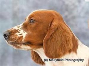 welsh-springer-spaniel picture