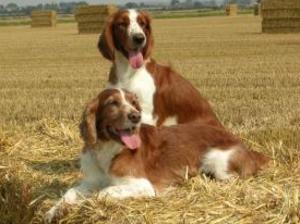welsh-springer-spaniel picture