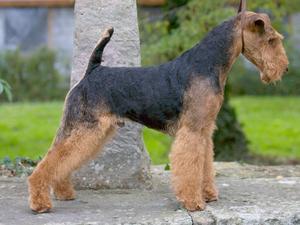 welsh-terrier picture