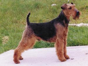 welsh-terrier picture