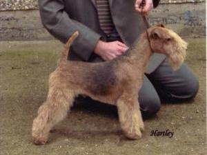 welsh-terrier picture