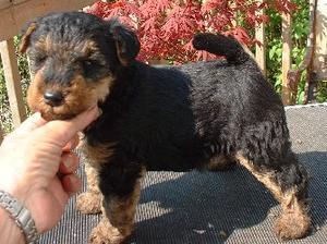 welsh-terrier picture